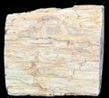 Polished Petrified Wood Limb - Madagascar #54601-1